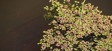 如何让污泥快速长起来 缩短调试周期？